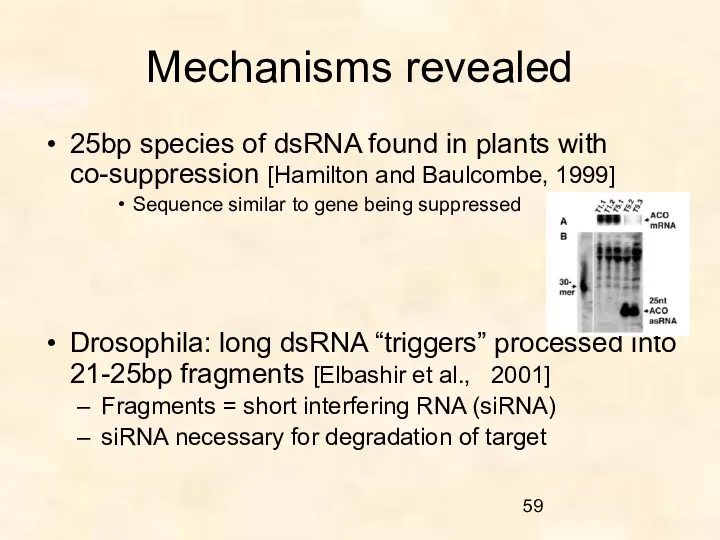 Mechanisms revealed 25bp species of dsRNA found in plants with