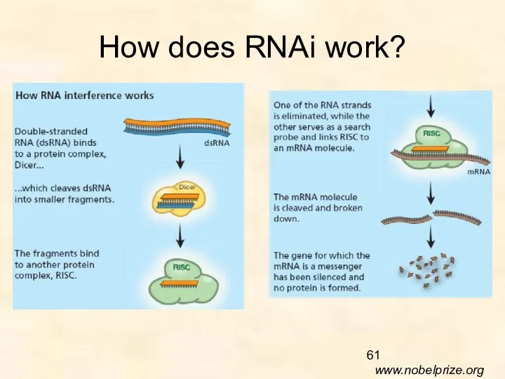 How does RNAi work? www.nobelprize.org