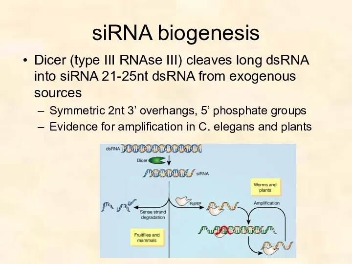 siRNA biogenesis Dicer (type III RNAse III) cleaves long dsRNA