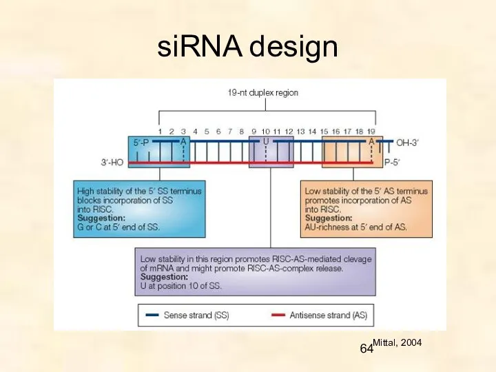 siRNA design Mittal, 2004