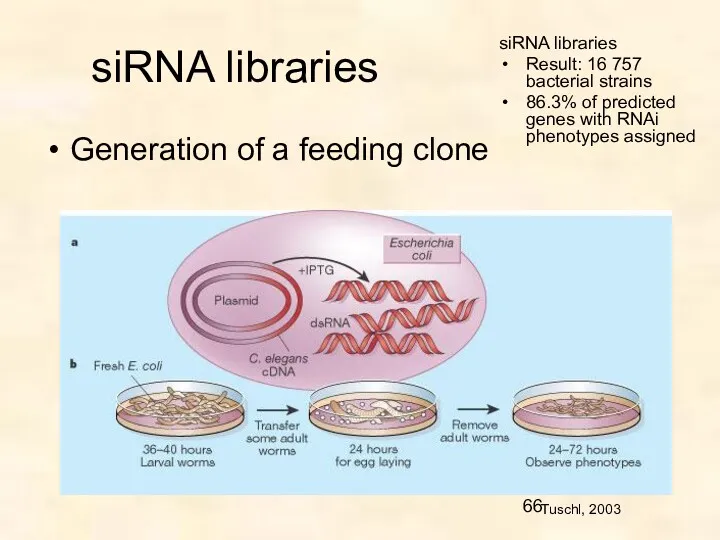 siRNA libraries Generation of a feeding clone Tuschl, 2003 siRNA