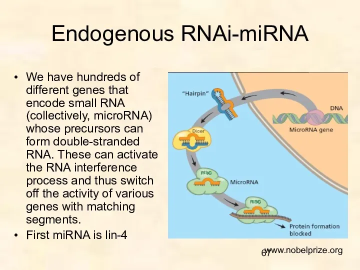 Endogenous RNAi-miRNA We have hundreds of different genes that encode