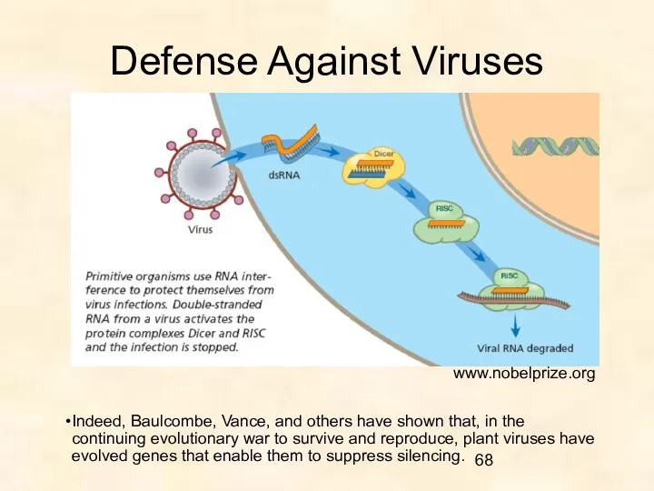 Defense Against Viruses www.nobelprize.org Indeed, Baulcombe, Vance, and others have