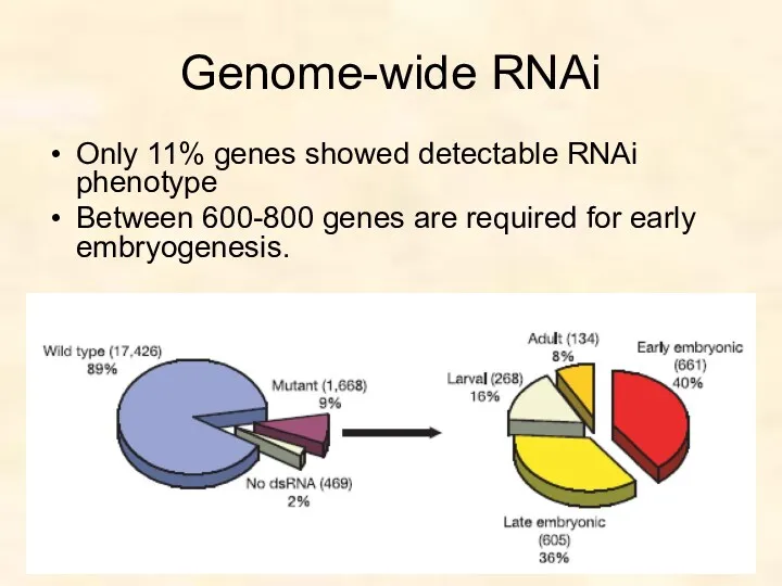 Genome-wide RNAi Only 11% genes showed detectable RNAi phenotype Between