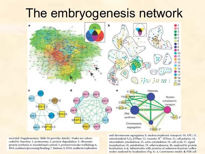 The embryogenesis network