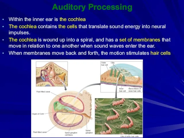 Auditory Processing Within the inner ear is the cochlea The cochlea contains the