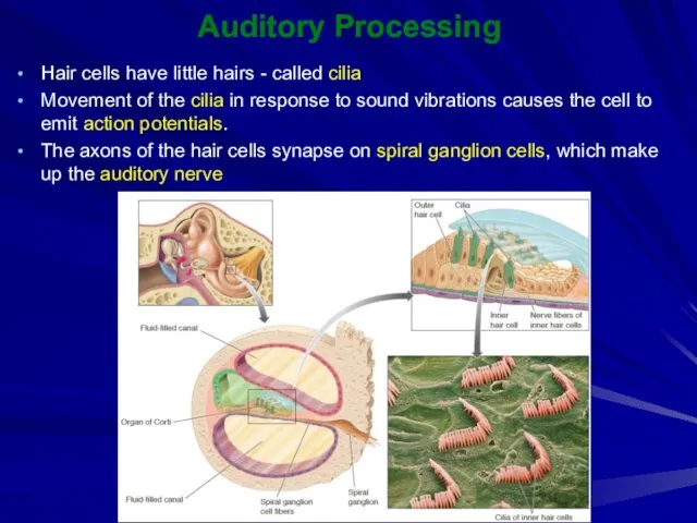Auditory Processing Hair cells have little hairs - called cilia