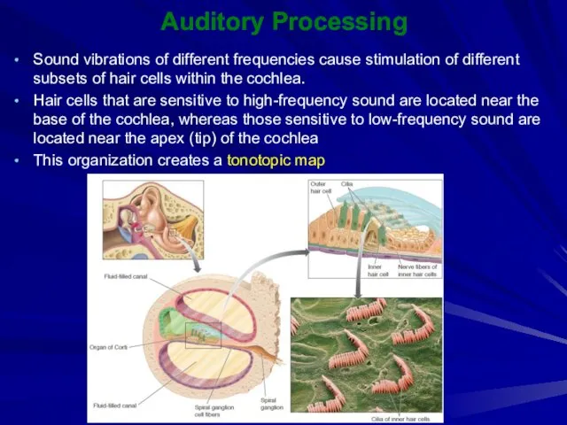 Auditory Processing Sound vibrations of different frequencies cause stimulation of