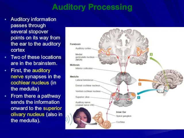 Auditory Processing Auditory information passes through several stopover points on its way from