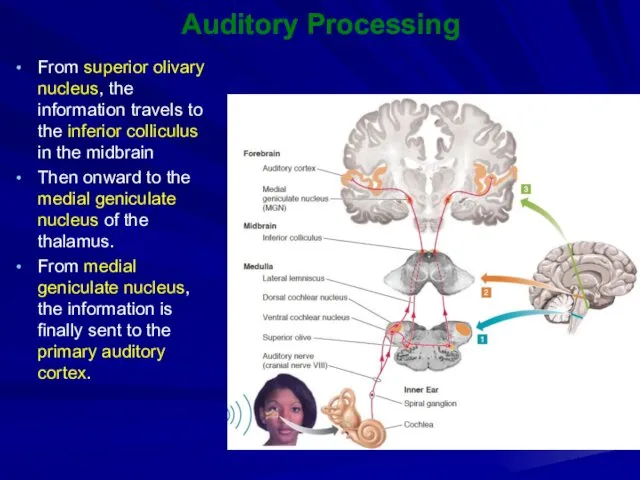 Auditory Processing From superior olivary nucleus, the information travels to