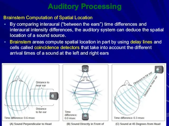 Auditory Processing Brainstem Computation of Spatial Location By comparing interaural (“between the ears”)