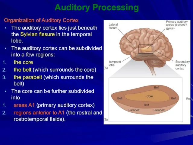 Auditory Processing Organization of Auditory Cortex The auditory cortex lies just beneath the