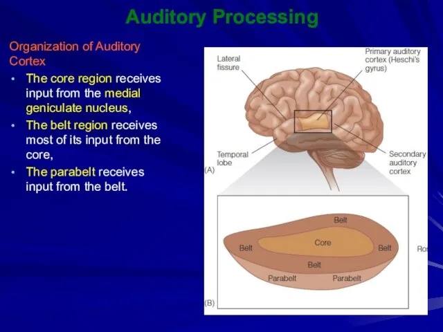 Auditory Processing Organization of Auditory Cortex The core region receives input from the