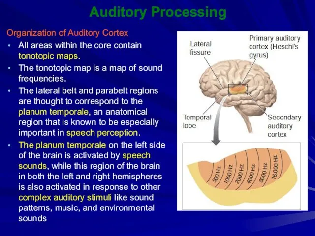 Auditory Processing Organization of Auditory Cortex All areas within the core contain tonotopic