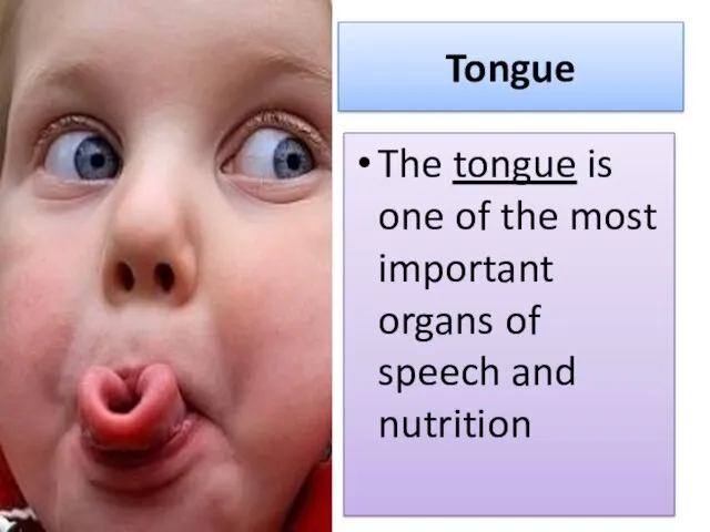 Tongue The tongue is one of the most important organs of speech and nutrition