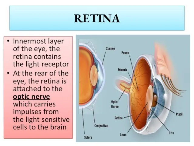 RETINA Innermost layer of the eye, the retina contains the