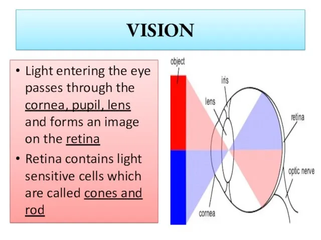 VISION Light entering the eye passes through the cornea, pupil,