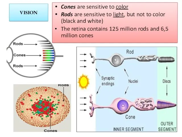 VISION Cones are sensitive to color Rods are sensitive to