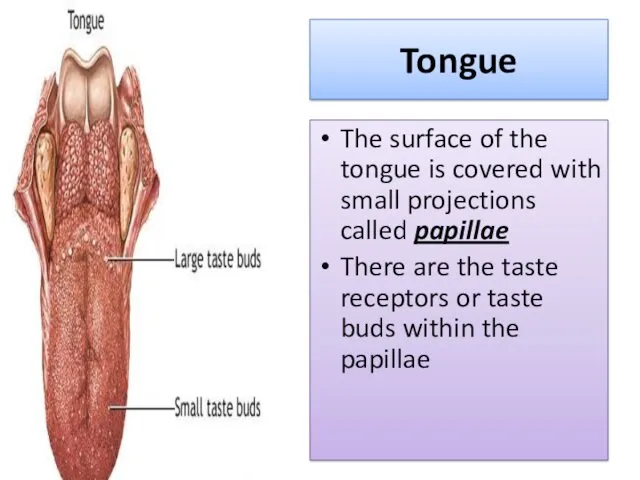 Tongue The surface of the tongue is covered with small