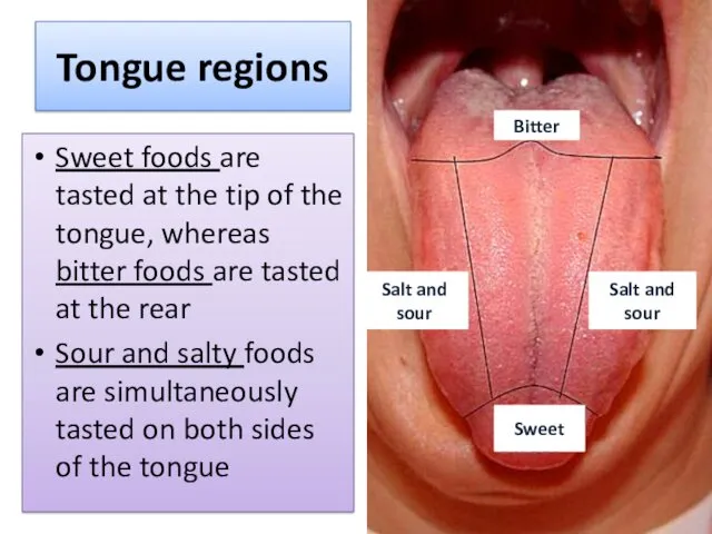 Tongue regions Sweet foods are tasted at the tip of