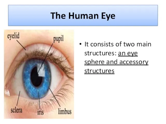 The Human Eye It consists of two main structures: an eye sphere and accessory structures