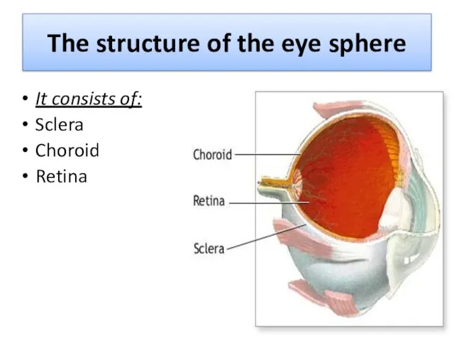 The structure of the eye sphere It consists of: Sclera Choroid Retina