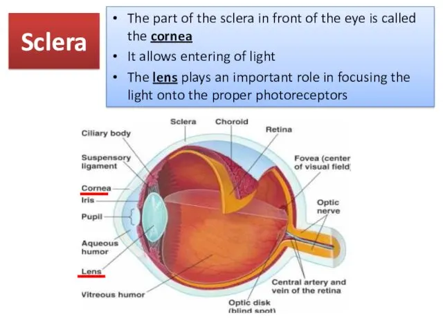 Sclera The part of the sclera in front of the