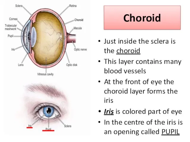 Choroid Just inside the sclera is the choroid This layer