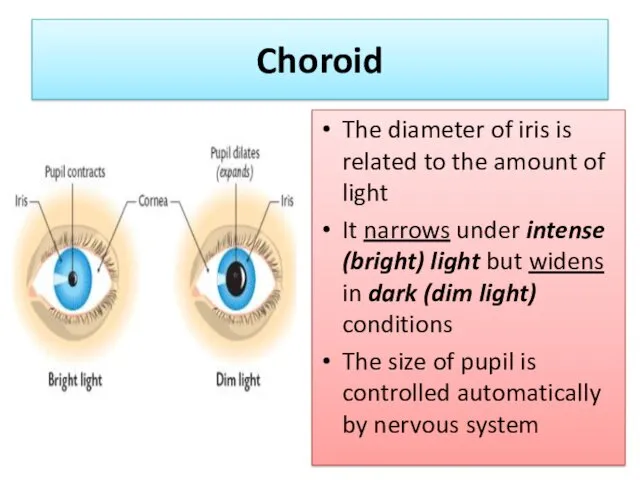 Choroid The diameter of iris is related to the amount