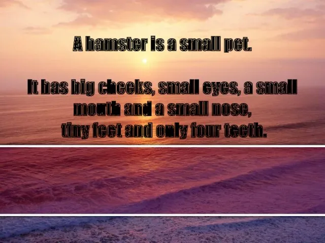 A hamster is a small pet. It has big cheeks,
