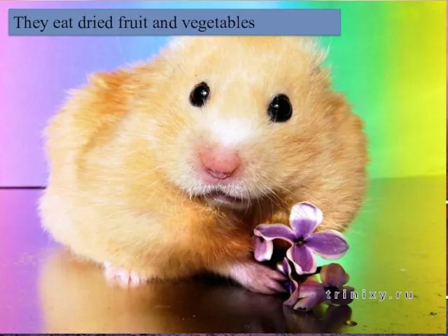 They eat dried fruit and vegetables