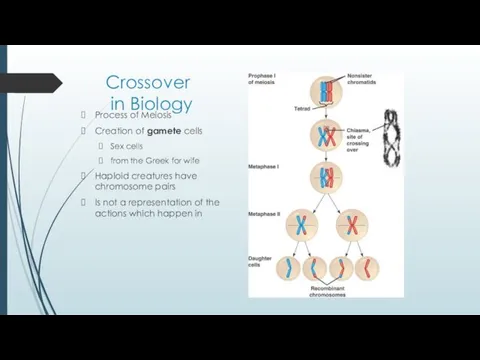 Crossover in Biology Process of Meiosis Creation of gamete cells