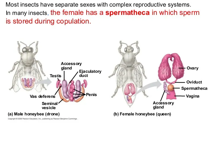 Most insects have separate sexes with complex reproductive systems. In