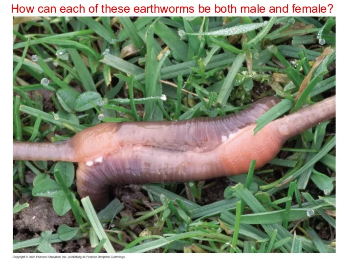 How can each of these earthworms be both male and female?