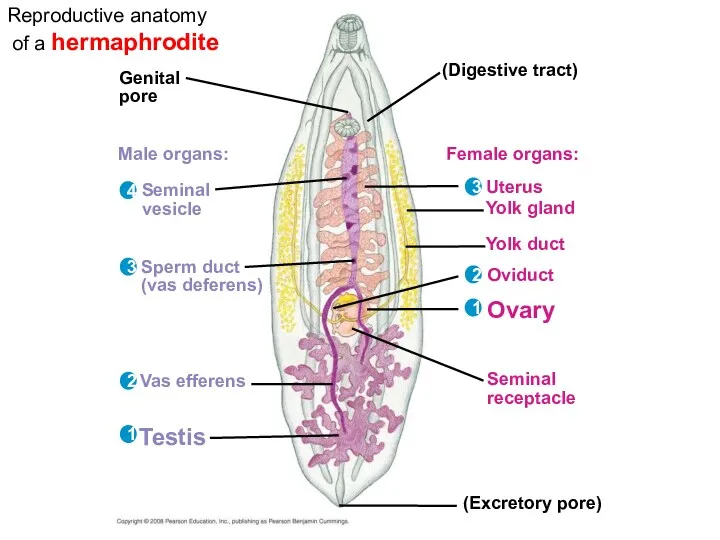 Genital pore (Digestive tract) Male organs: Seminal vesicle Sperm duct