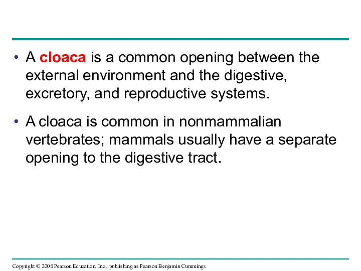 A cloaca is a common opening between the external environment