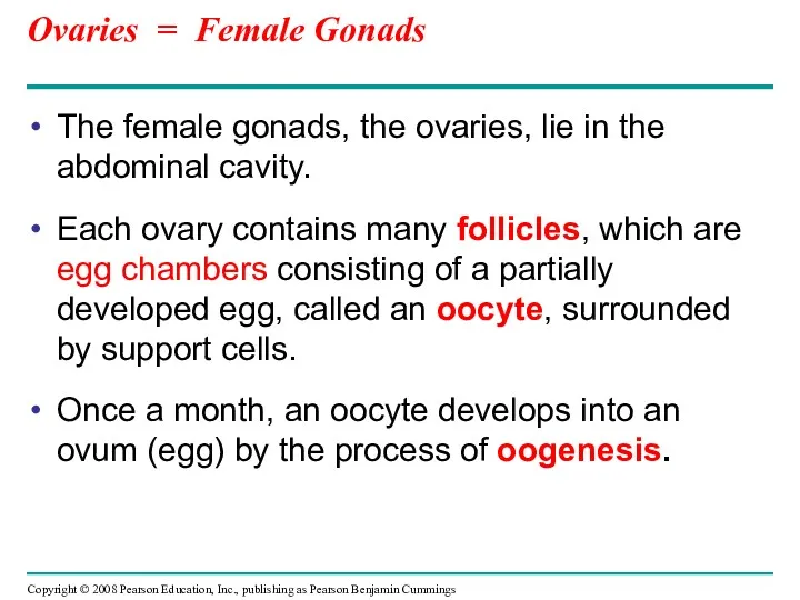 Ovaries = Female Gonads The female gonads, the ovaries, lie