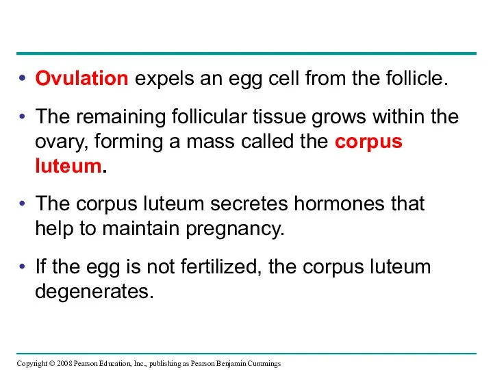 Ovulation expels an egg cell from the follicle. The remaining