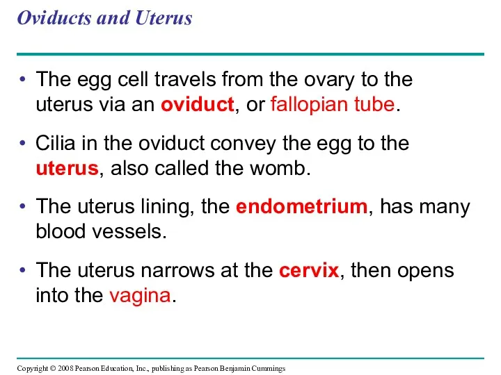 Oviducts and Uterus The egg cell travels from the ovary