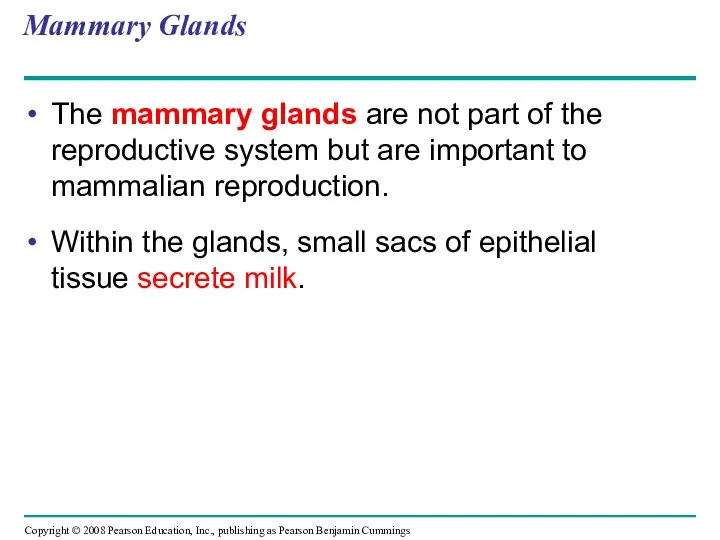 Mammary Glands The mammary glands are not part of the