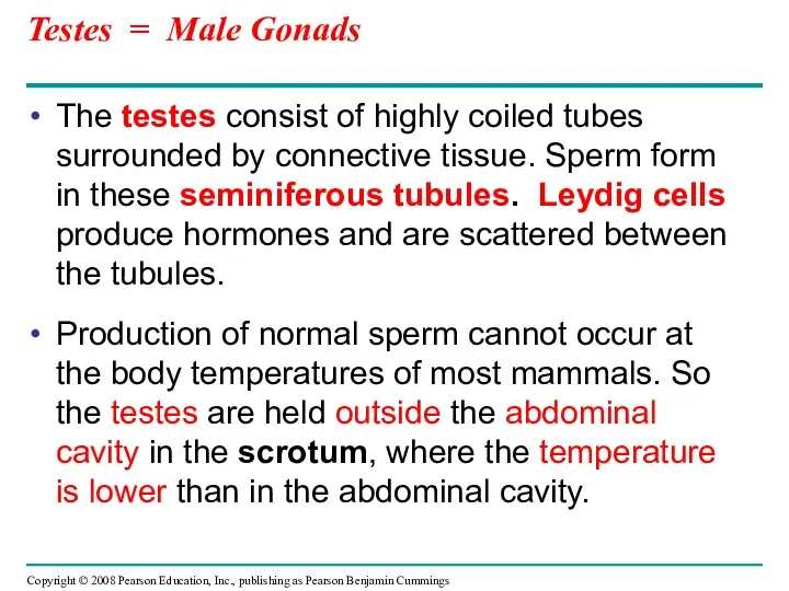 Testes = Male Gonads The testes consist of highly coiled