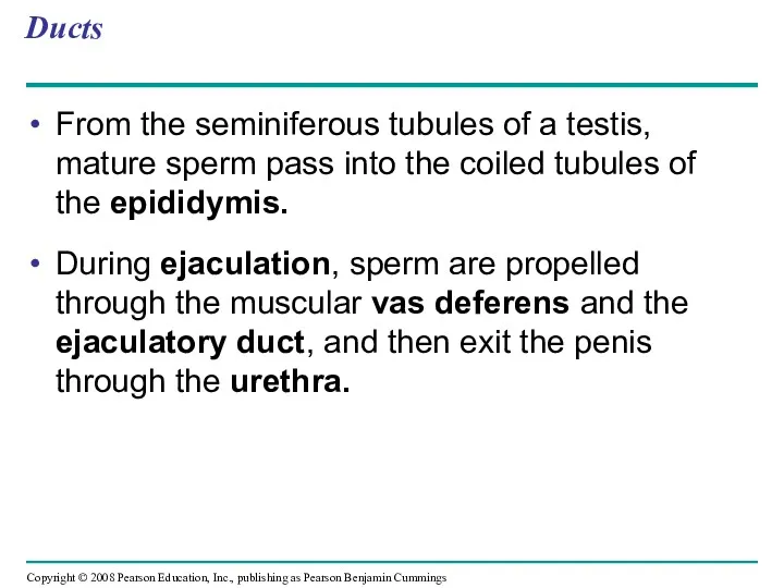 Ducts From the seminiferous tubules of a testis, mature sperm