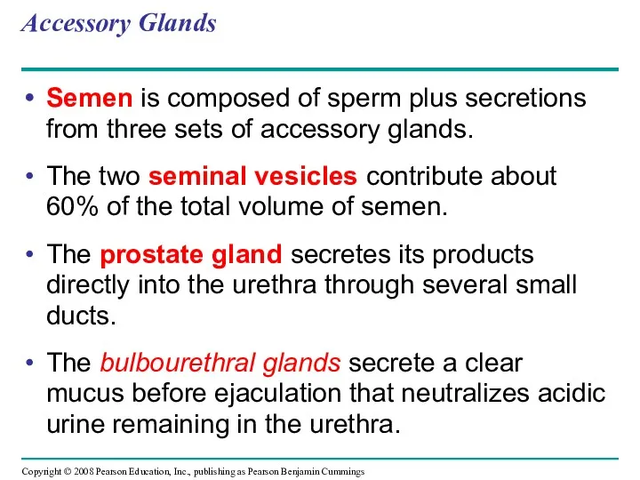 Accessory Glands Semen is composed of sperm plus secretions from