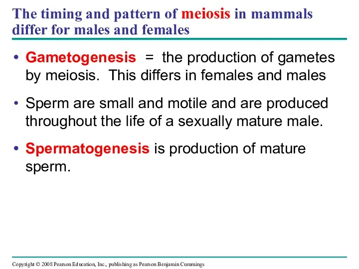 The timing and pattern of meiosis in mammals differ for