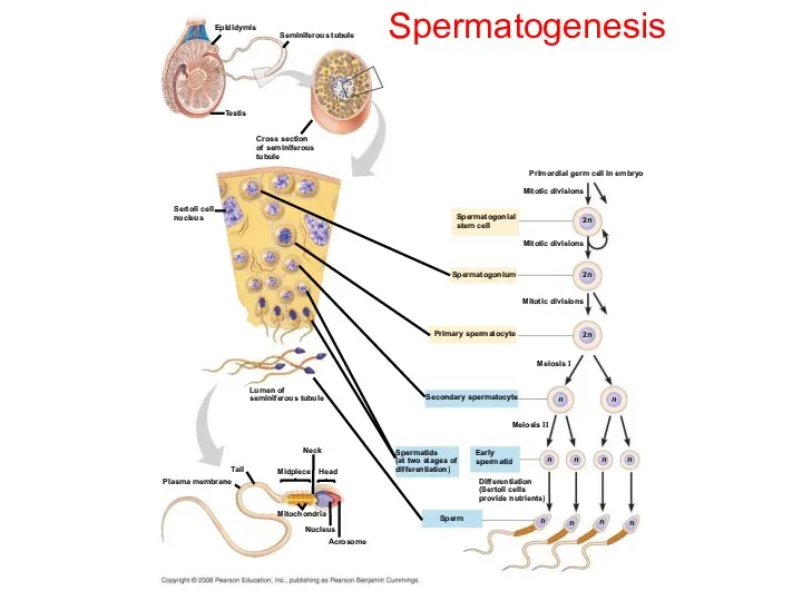 Spermatogenesis Epididymis Seminiferous tubule Testis Cross section of seminiferous tubule