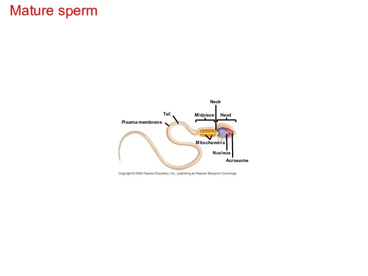 Mature sperm Plasma membrane Tail Neck Midpiece Head Mitochondria Nucleus Acrosome