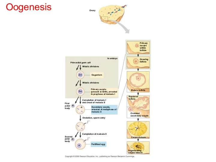 Oogenesis Ovary In embryo Primordial germ cell Mitotic divisions Oogonium