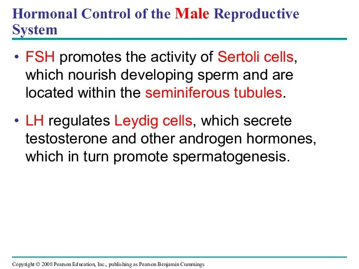 Hormonal Control of the Male Reproductive System FSH promotes the