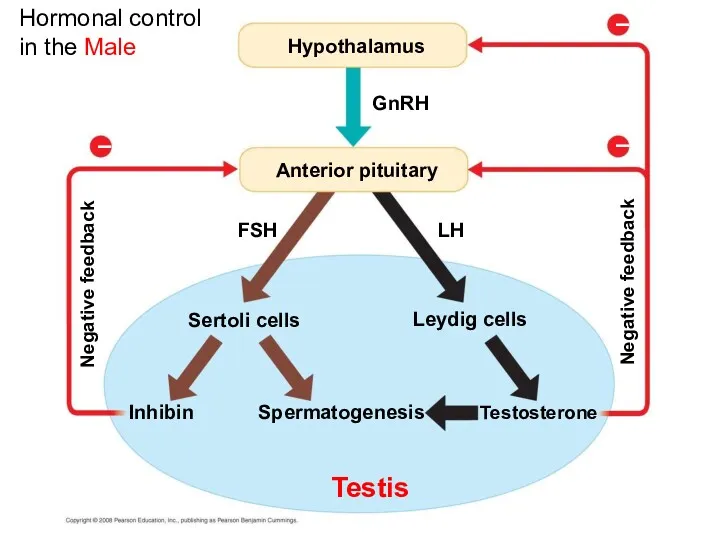 Hormonal control in the Male Hypothalamus GnRH FSH Anterior pituitary