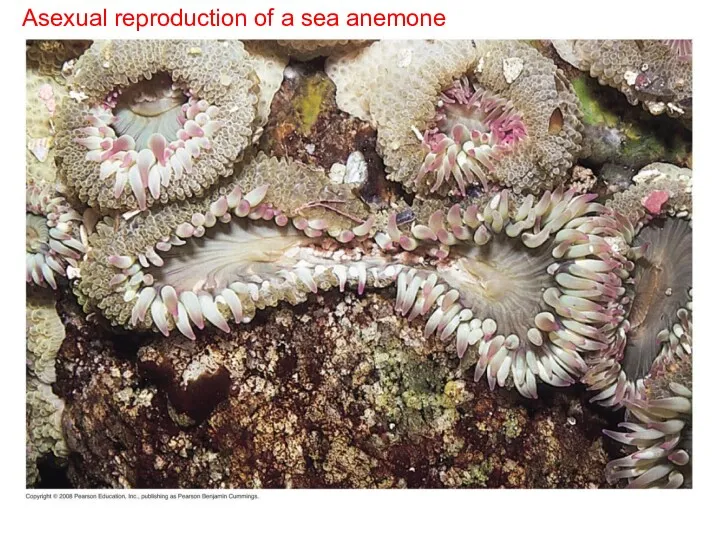Asexual reproduction of a sea anemone